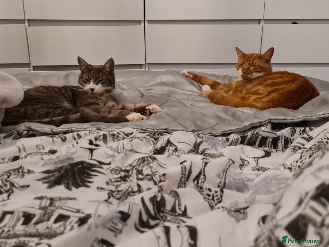 Domestic Shorthair cats for sale: Two cats for rehoming   - Advert 1