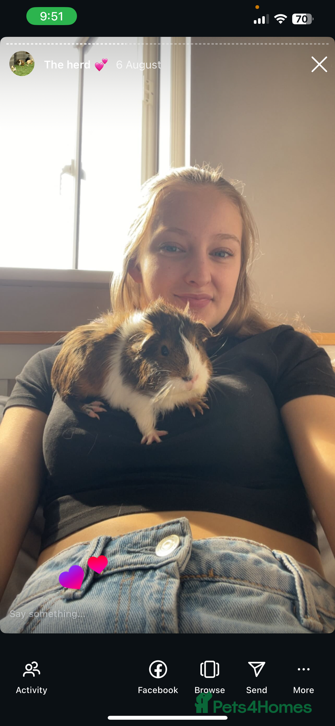 Guinea Pig rodents for sale: Male guinea pig  - Image 2