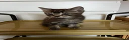 Mixed Breed cats for sale: Ragdoll x DSH kitten male - Advert 4