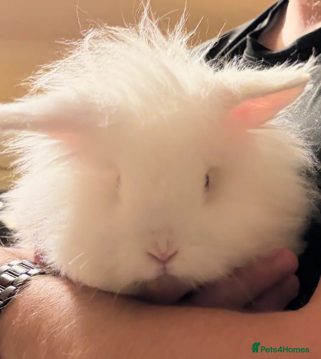 Mini Lion Lop rabbits for sale: Female Mini Lionhead Lop Fluff Balls for Sale - Advert 5