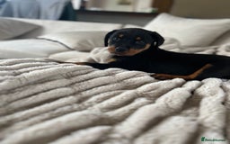 Rottweiler dogs for sale: LAST PUP  - Image 8