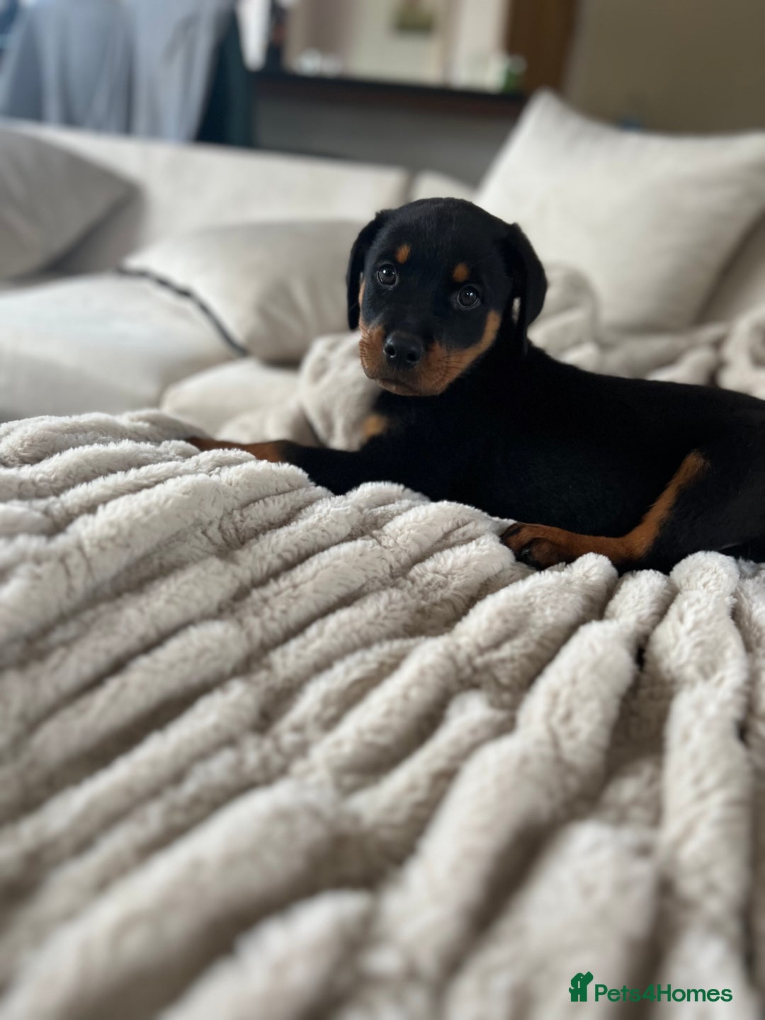Rottweiler dogs for sale: LAST PUP  - Image 8