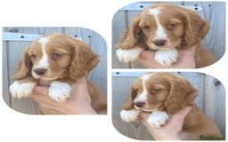 Cocker Spaniel dogs for sale: Beautiful KC Registered Working Cocker Spaniel Boy - Image 3