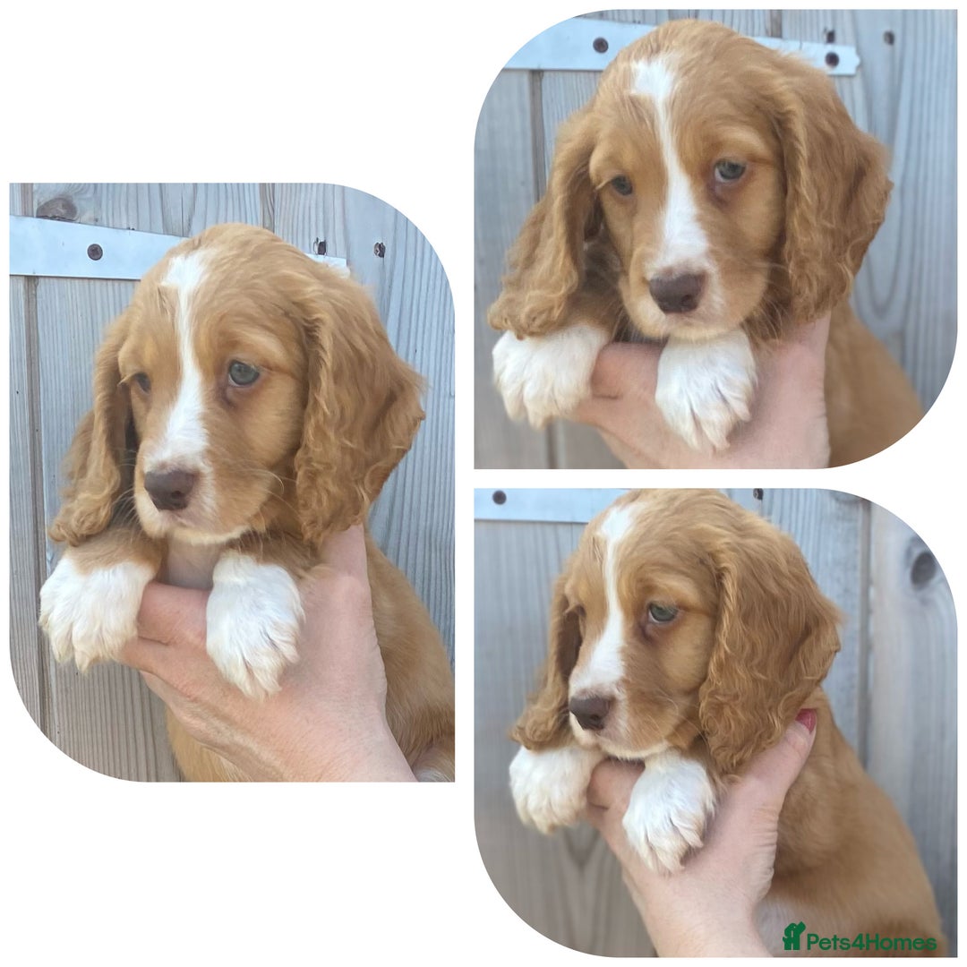 Cocker Spaniel dogs for sale: Beautiful KC Registered Working Cocker Spaniel Boy - Image 3