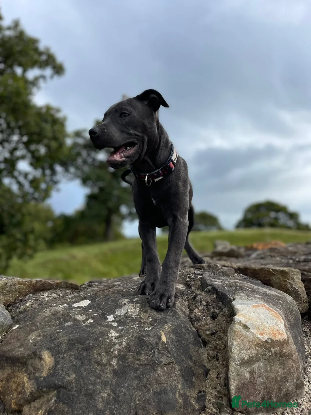 Staffordshire Bull Terrier dogs for sale: Male blue staffordshire bull terrier in Durham - Advert 2