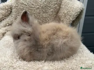 Lionhead rabbits Lionhead Baby Bunnies - Advert 8