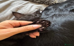 Maine Coon cats for sale: TICA registered large MaineCoon polydactyl kittens - Image 25
