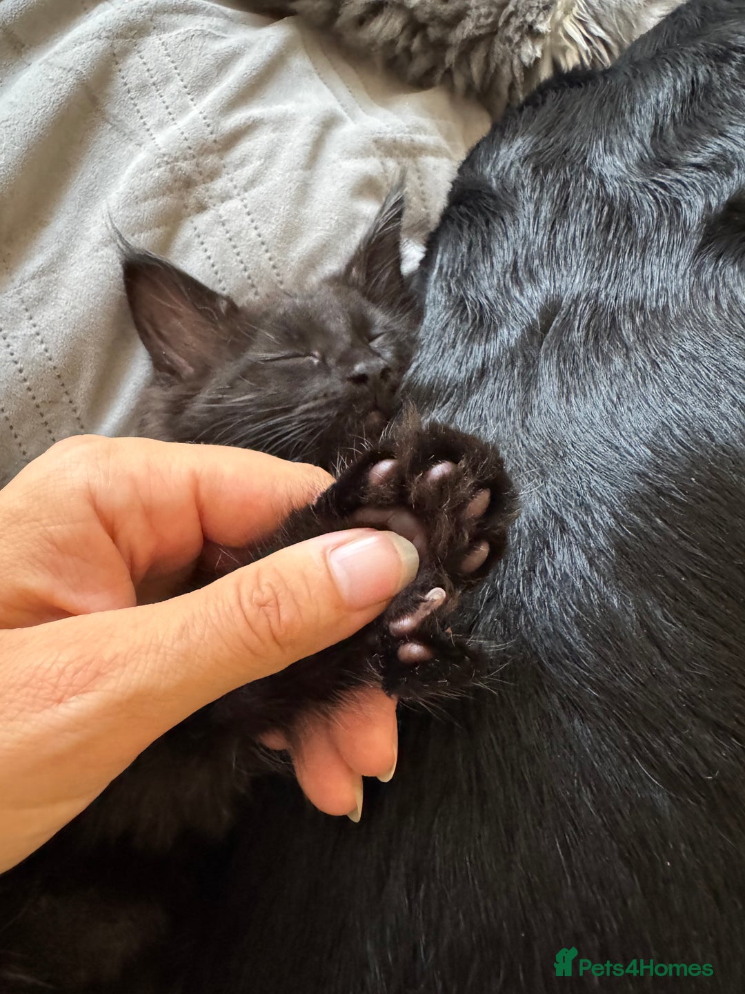 Maine Coon cats for sale: TICA registered large MaineCoon polydactyl kittens - Image 25
