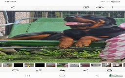 Rottweiler dogs for sale: Rottweiler Puppies - Image 7