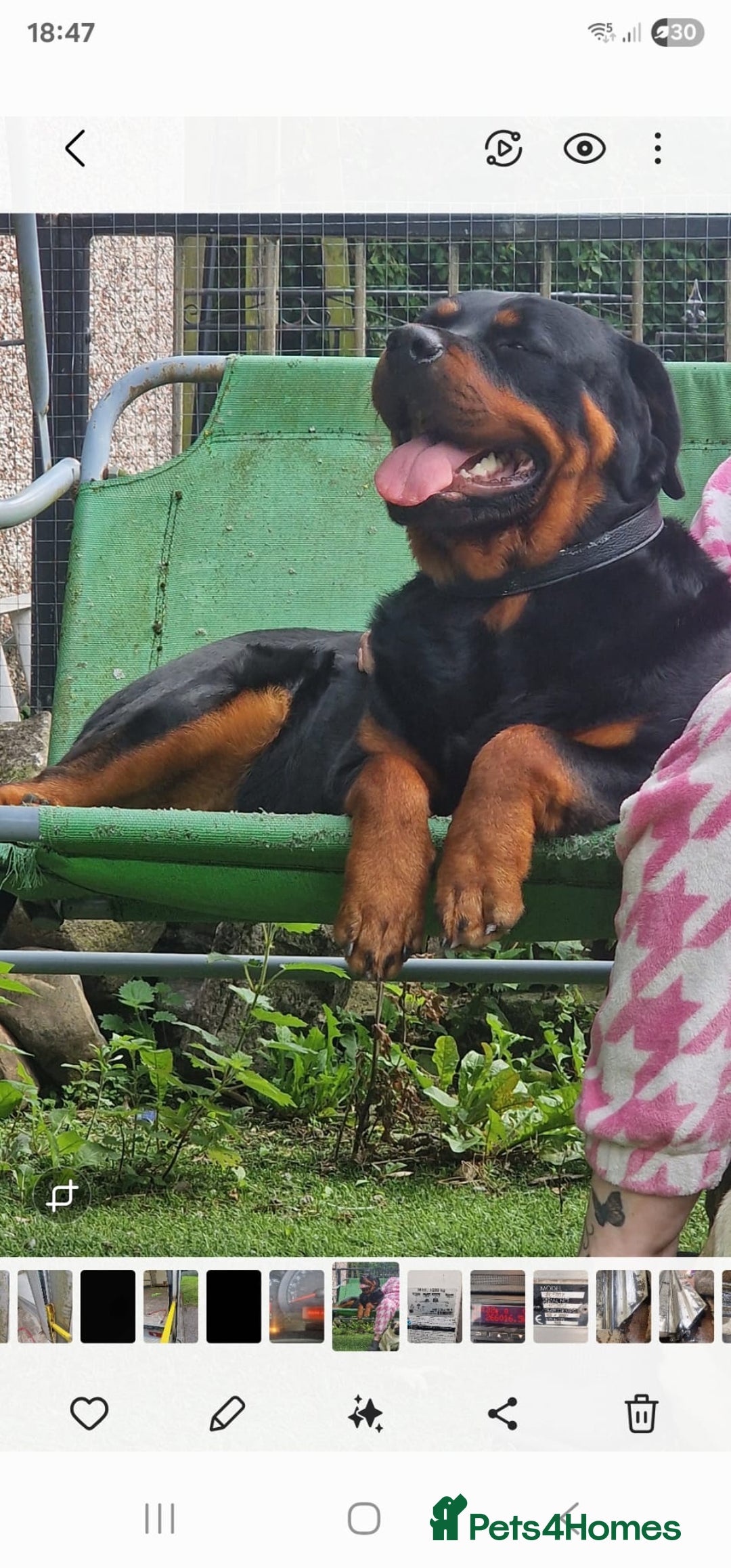Rottweiler dogs for sale: Rottweiler Puppies - Image 7