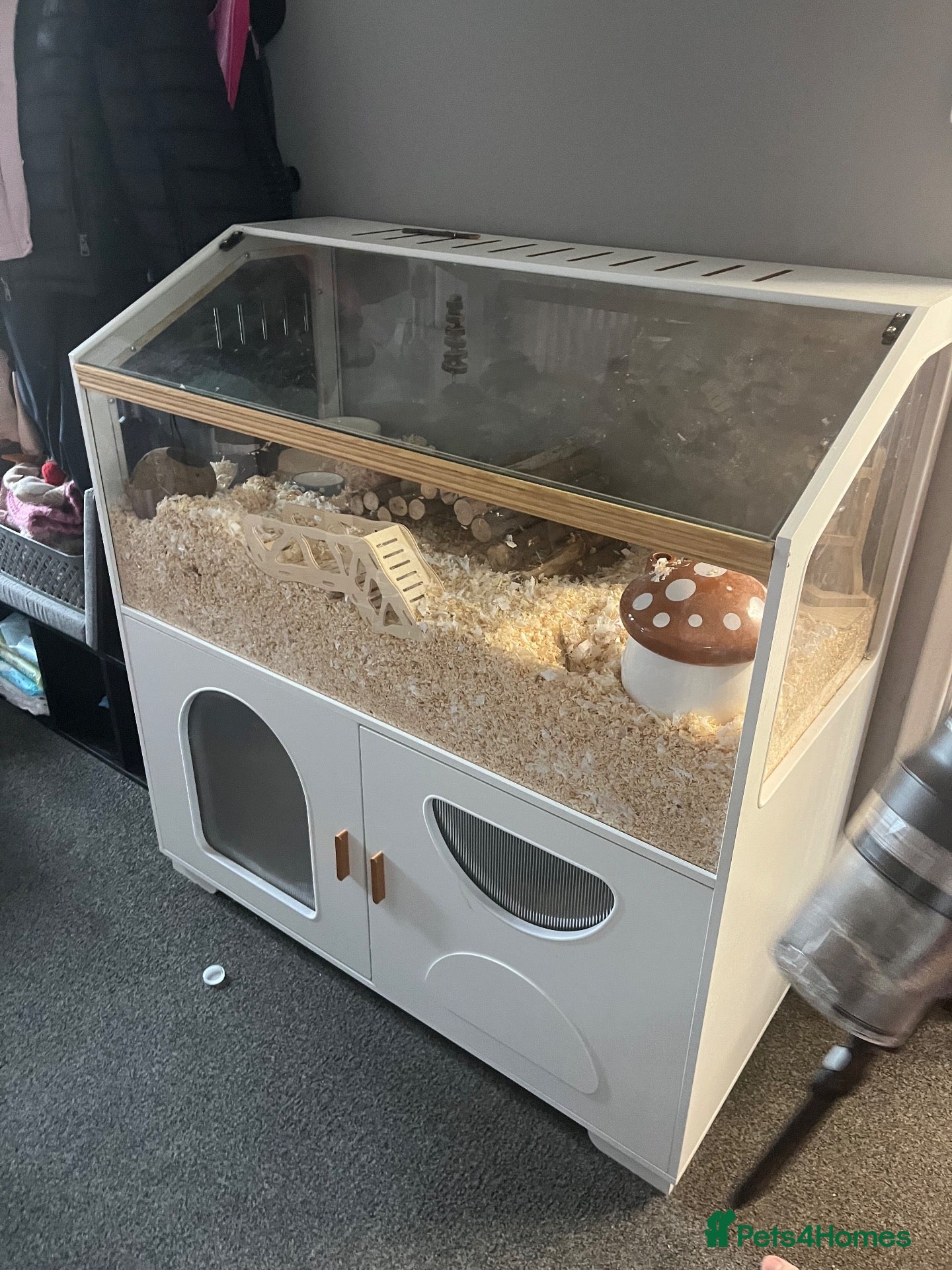 Gerbil rodents Gerbils (FEMALE) x2 - Advert 1