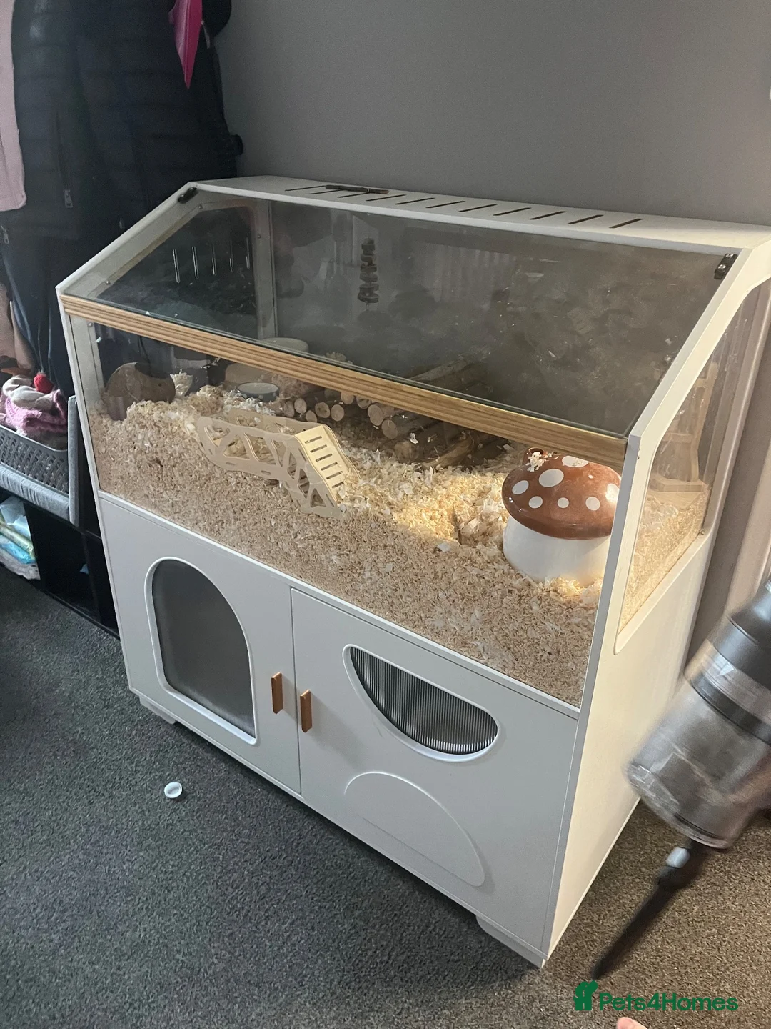 Gerbil rodents for sale: Gerbils (FEMALE) x2 in Thetford - Advert 1