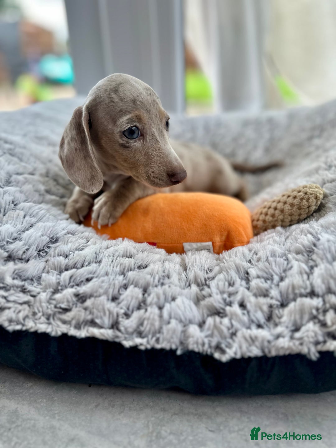 Miniature Dachshund dogs for sale: Miniature Dutch hound puppies  - Image 2