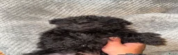 Toy Poodle dogs for sale: Asian Toy Poodle Puppies – Only 2 Available 🐩✨ - Advert 17