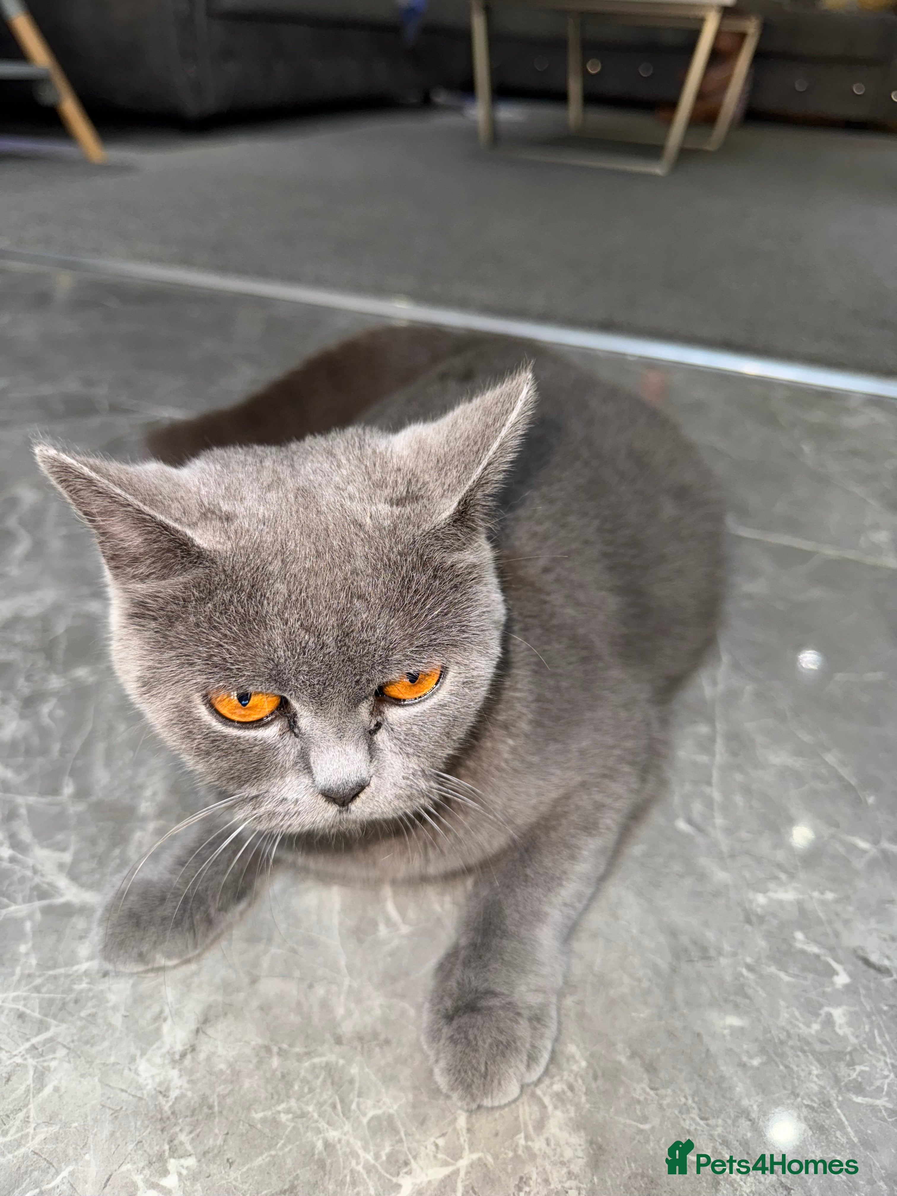 British Shorthair cats for sale: Female British shorthair - Advert 1
