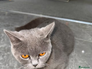 British Shorthair cats - Advert 3