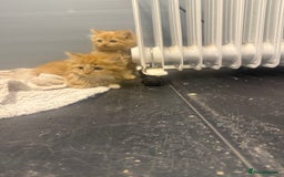 Mixed Breed cats for sale: Beautiful mixed exotic kittens  - Image 6