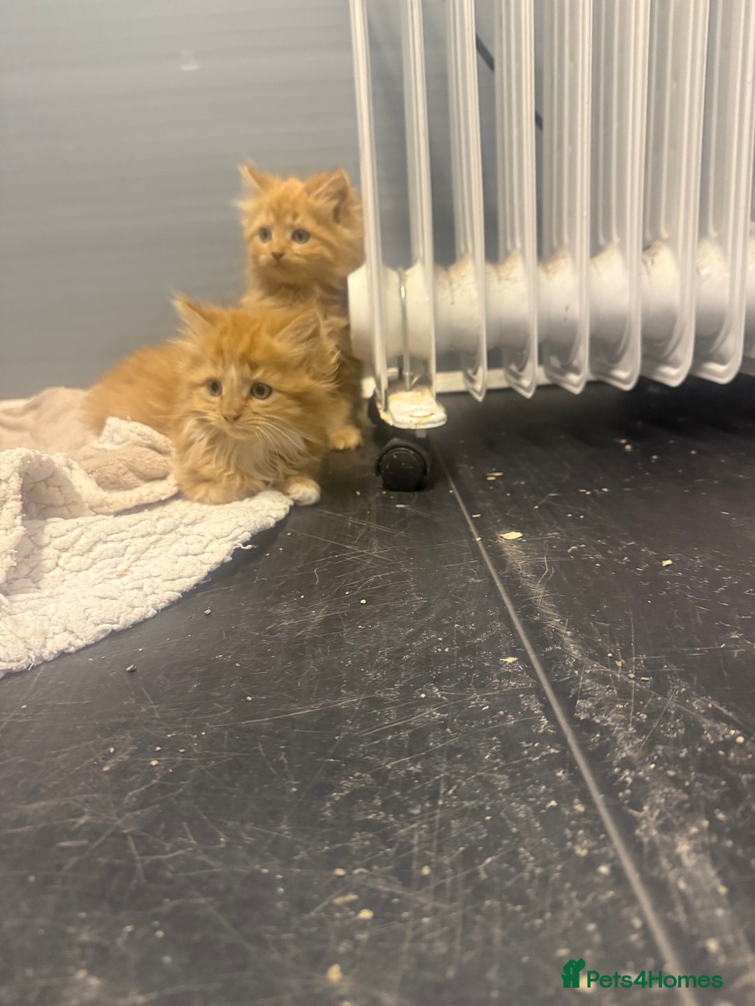 Mixed Breed cats for sale: Beautiful mixed exotic kittens  - Image 6