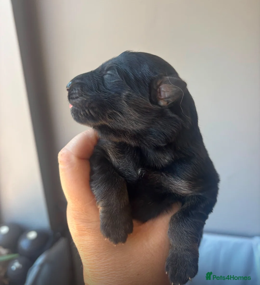 German Shepherd dogs for sale: KC German Shepherd puppies- Long established line - Advert 16