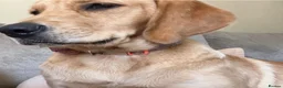 Goldador dogs for sale: Adorable very fluffy Goldador puppies - Advert 15