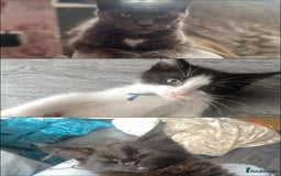 Maine Coon cats for sale: Beautiful male Maine coon cross  - Image 3