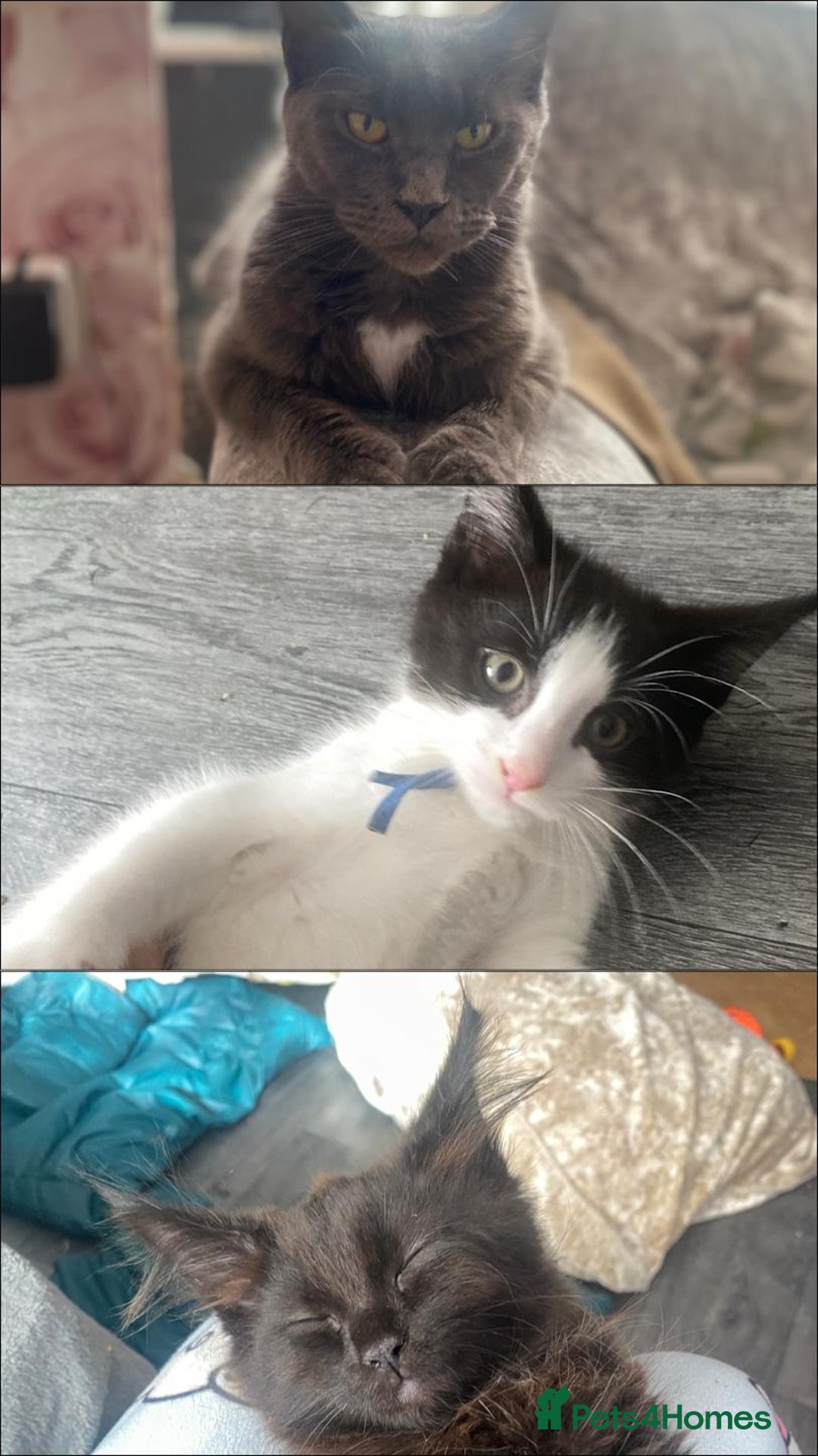 Maine Coon cats for sale: Beautiful male Maine coon cross  - Image 3