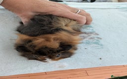 Guinea Pig rodents for sale: Guinea pig boys long haired - Image 7