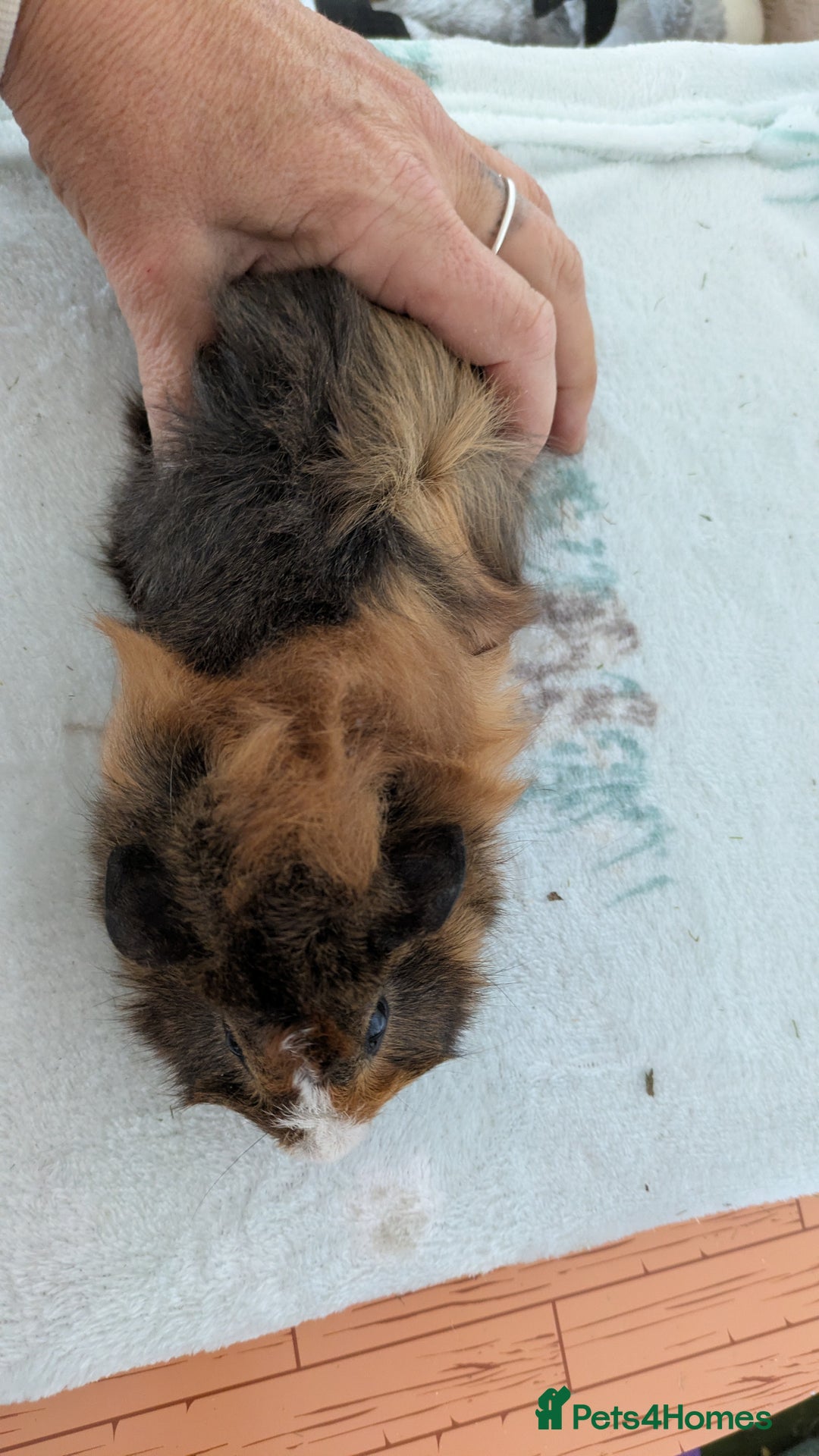 Guinea Pig rodents for sale: Guinea pig boys long haired - Image 7