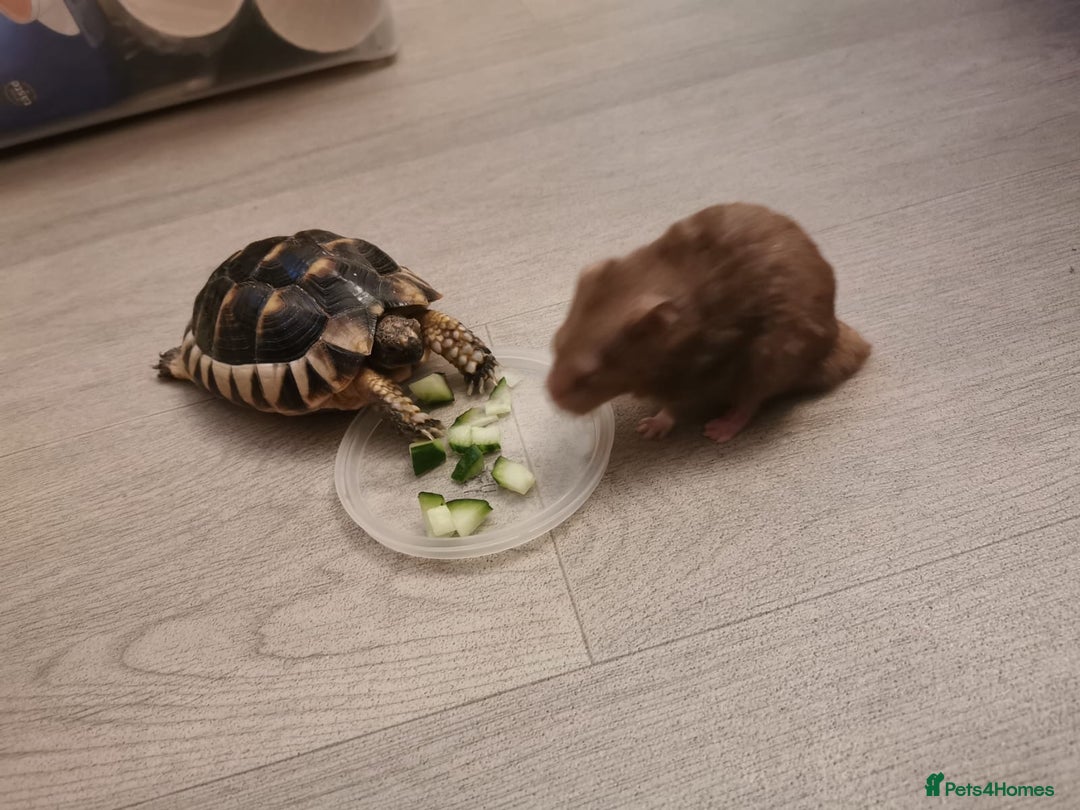 Tortoise reptiles for sale: Tortoise  - Image 3