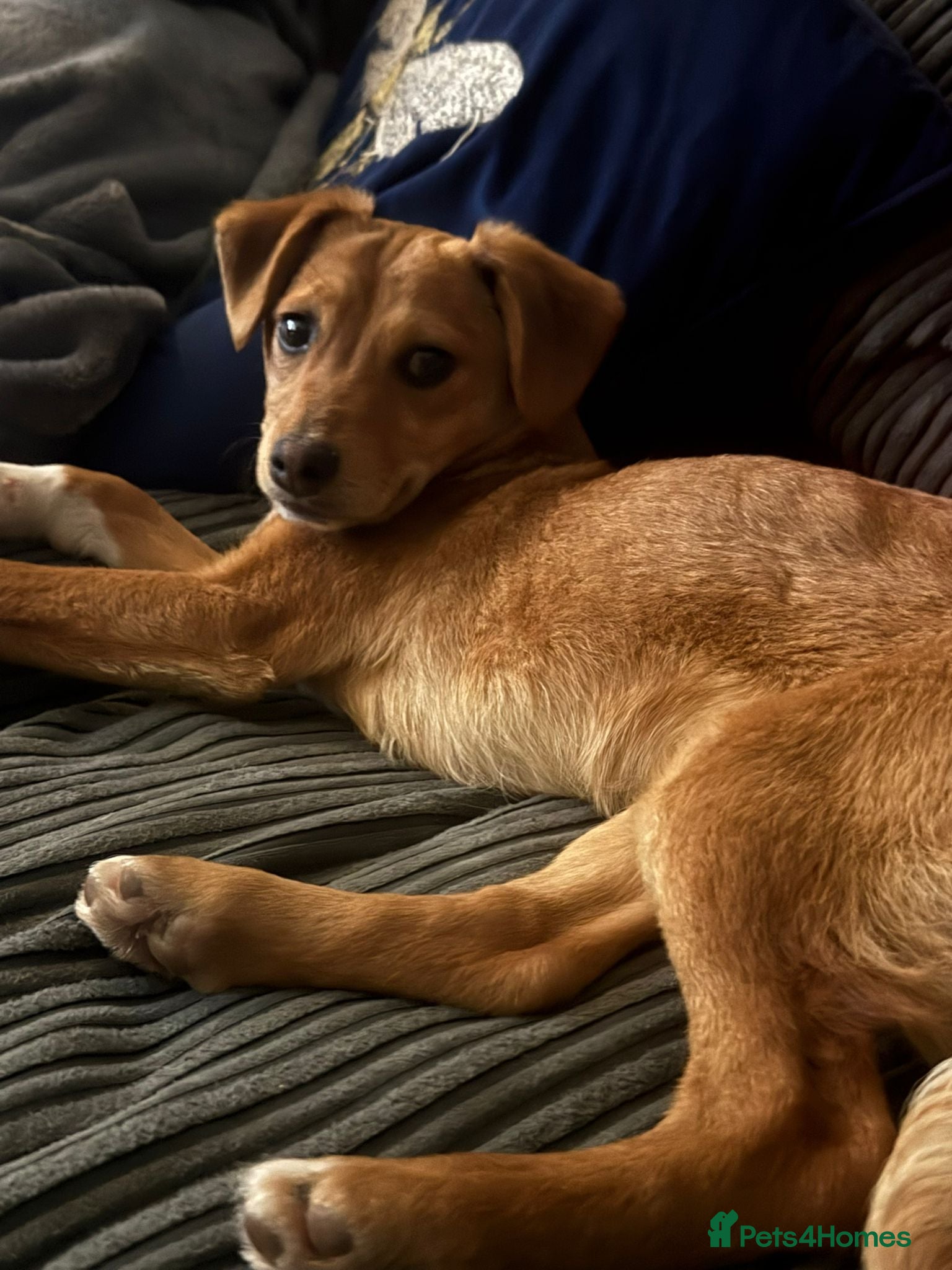 Mixed Breed dogs Pettie  - Advert 1