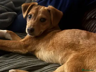 Mixed Breed dogs Pettie - Advert 1