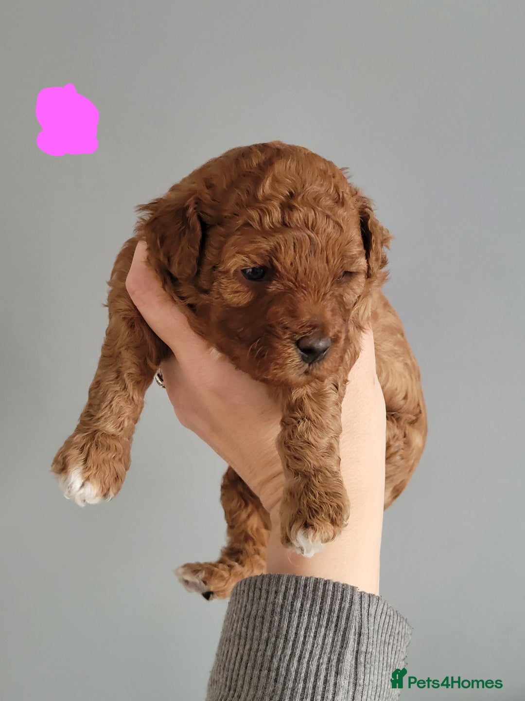 Cavapoo dogs for sale: Adorable mini Cavapoo puppies F1bb - Advert 17