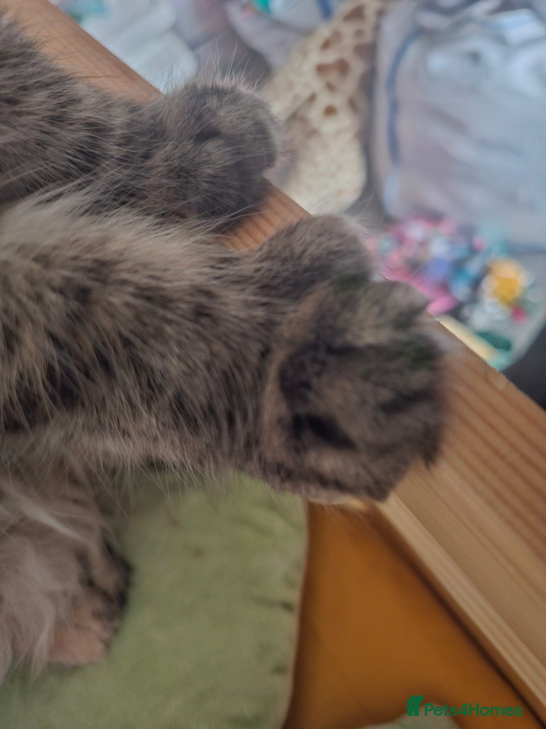 Maine Coon cats for sale: 3 female Maincoon kittens - ready to leave now - Advert 3