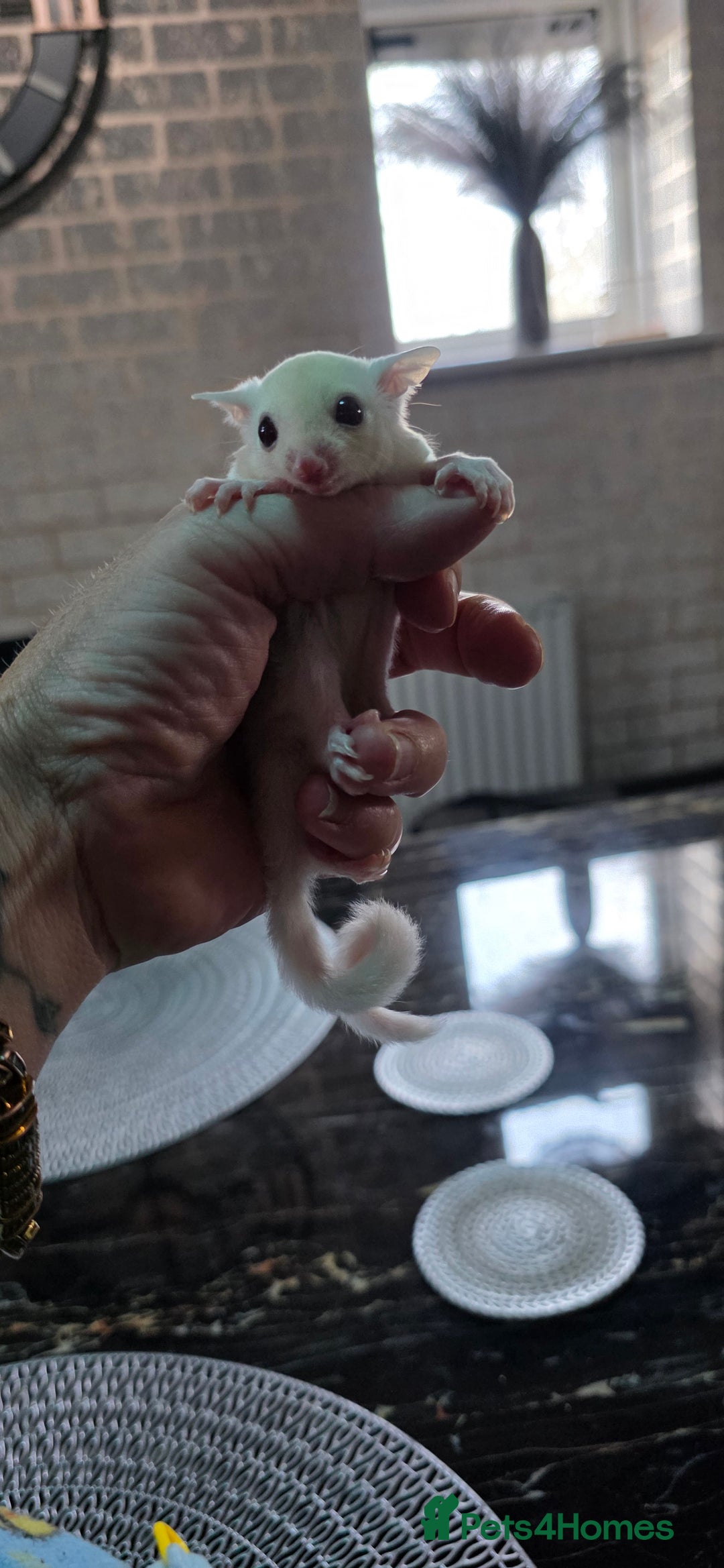 Sugar Glider rodents for sale: SOLD Rare male ruby leu sugar glider - Image 8