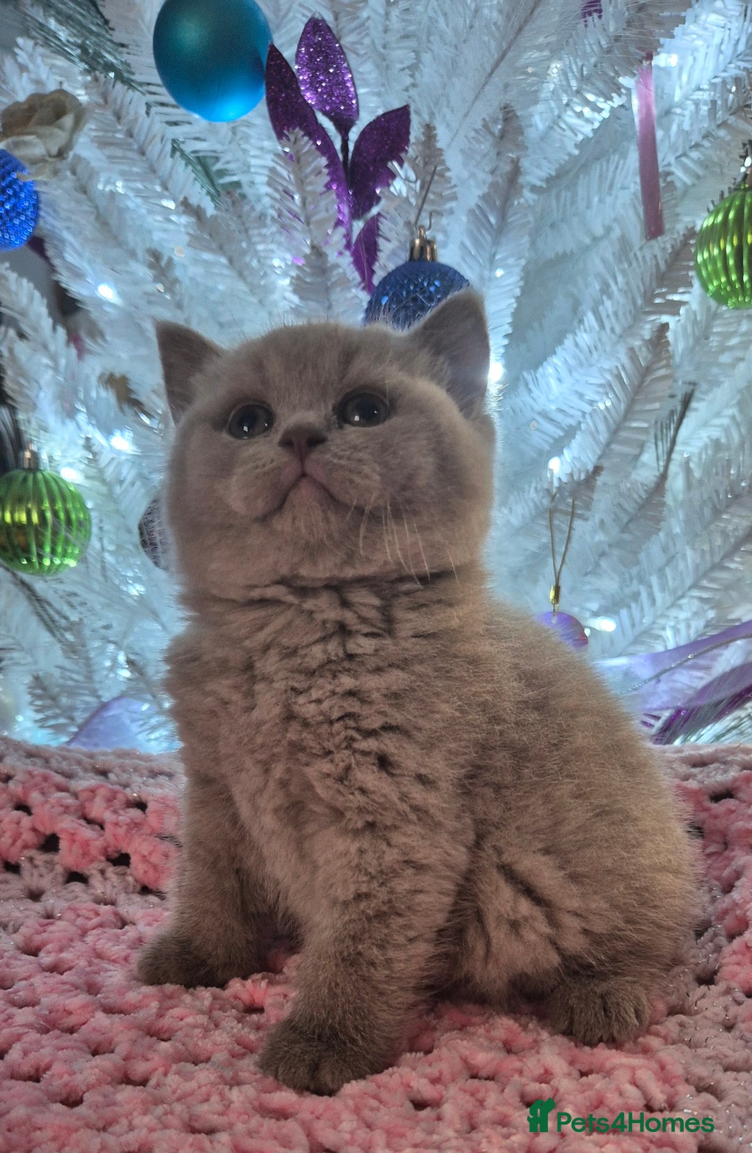 British Shorthair cats for sale: **Stunning TICA Registered Kittens** - Advert 8