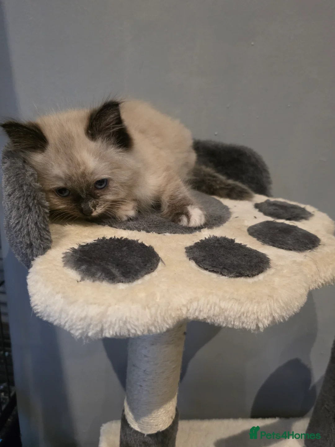 Ragdoll cats for sale: Ragdoll vilot links  - Advert 10