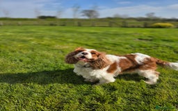 Cavalier King Charles Spaniel dogs for sale: ALL RESERVED in Shrewsbury - Image 16