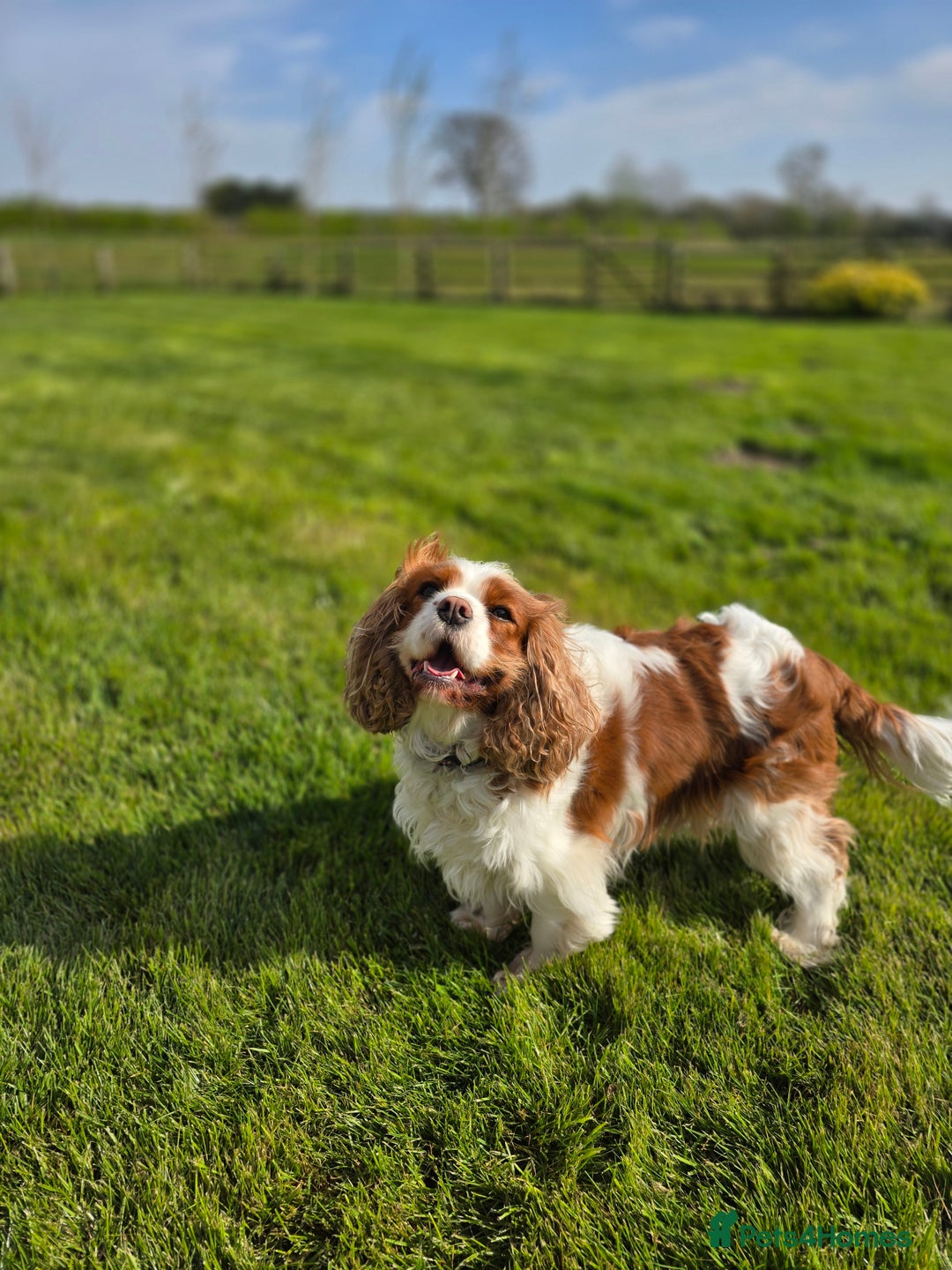 Cavalier King Charles Spaniel dogs for sale: ALL RESERVED in Shrewsbury - Image 16