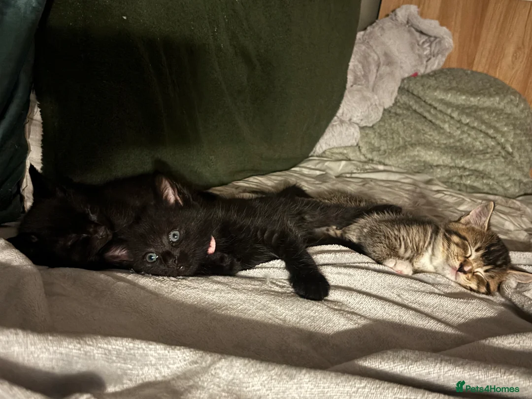 Mixed Breed cats for sale: Mixed kitties for sale, One Female, One Male in Colwyn Bay - Advert 2