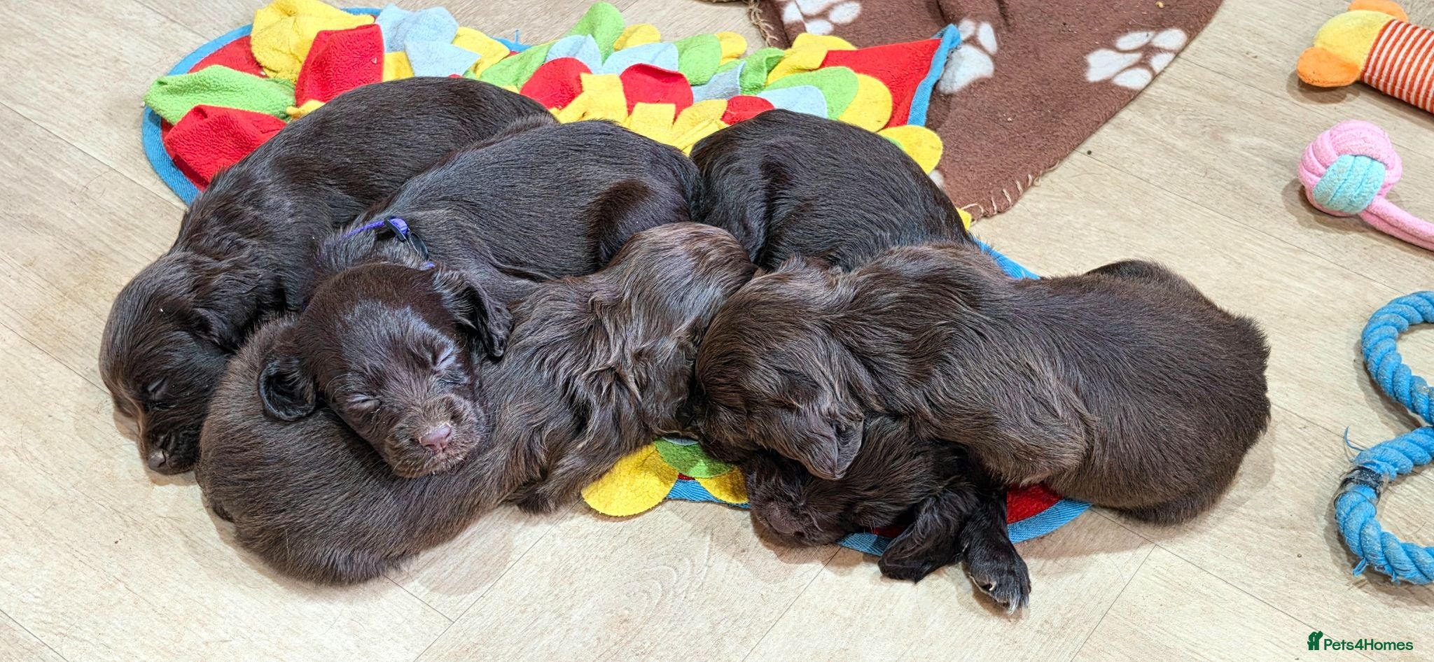 Cocker Spaniel dogs 6 CHOCOLATE KC WORKING TYPE COCKER SPANIEL - Advert 2