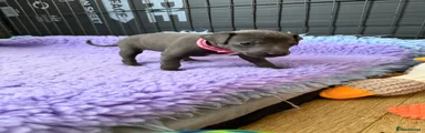 Blue white trim (Pink Collar)