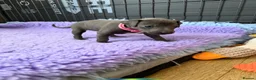 Italian Greyhound dogs for sale: 3/4 Italian Greyhound & 1/4 Whippet Puppies - Advert 10