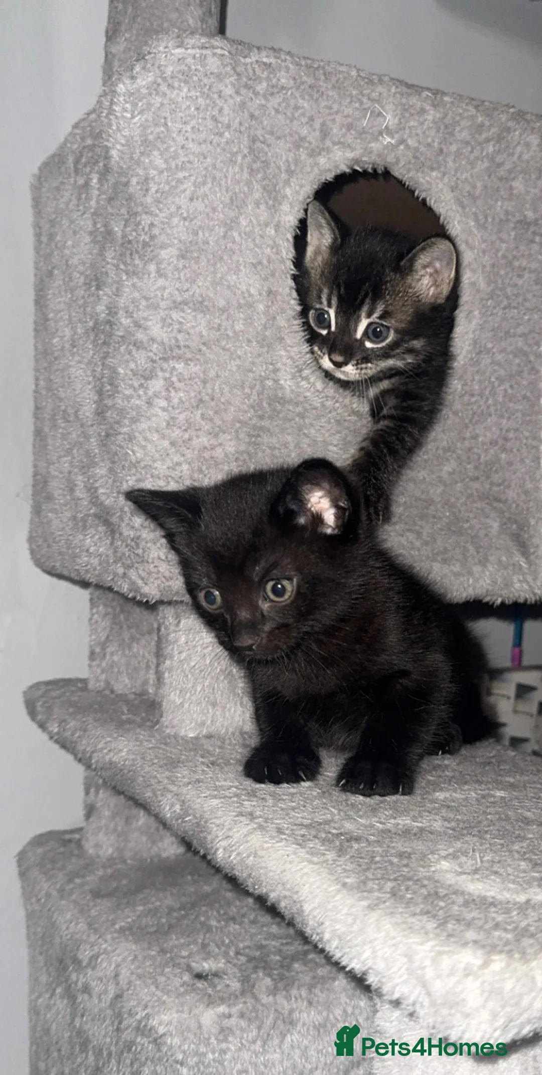 Mixed Breed cats for sale: Mixed Breed Bengal Kittens - Advert 1