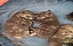 British Shorthair cats for sale: Dark Tortious Shel Kittens in Yeovil - Image 2
