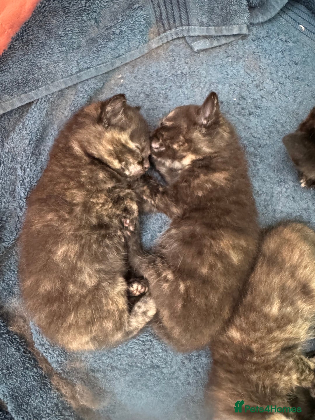 British Shorthair cats for sale: Dark Tortious Shel Kittens in Yeovil - Image 2