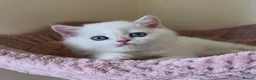 British Shorthair cats for sale: Quality Golden Kittens - Advert 27