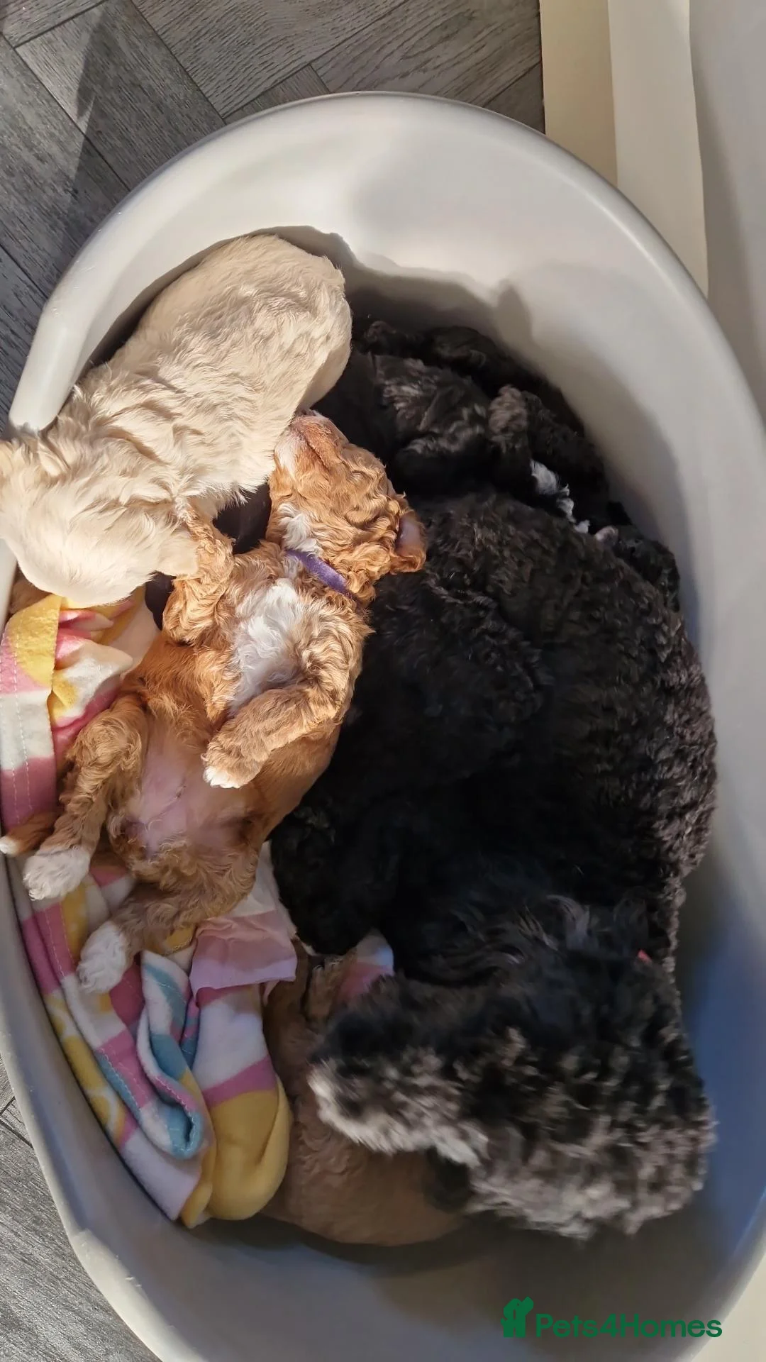 Cockapoo dogs for sale: Beautiful miniature/toy cockerpoos  - Advert 2