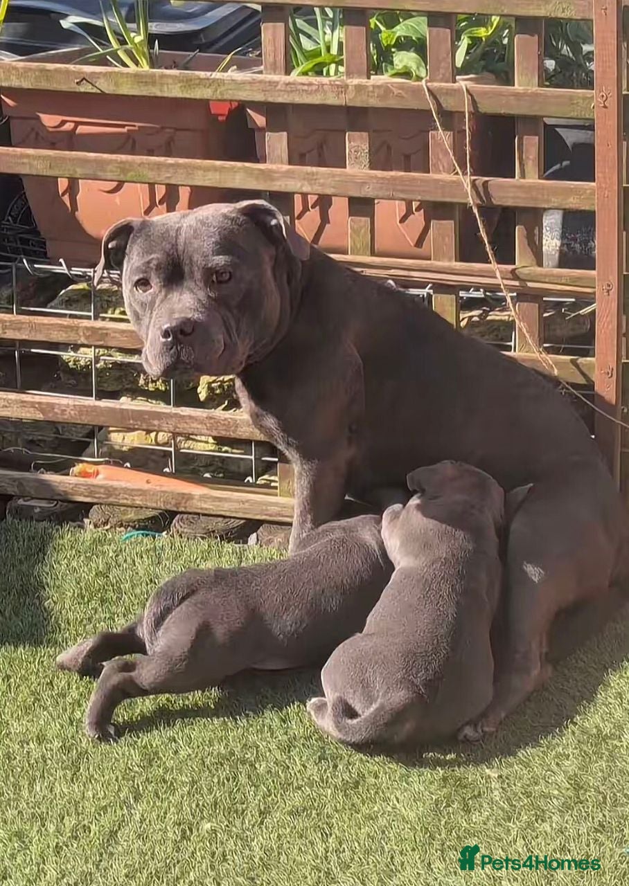 Cane Corso dogs Magnificent Cane Corso Puppies-Strong & Loyal - Advert 3