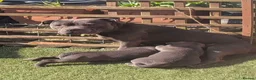 Cane Corso dogs for sale: Magnificent Cane Corso Puppies-Strong & Loyal in Brighton - Advert 1