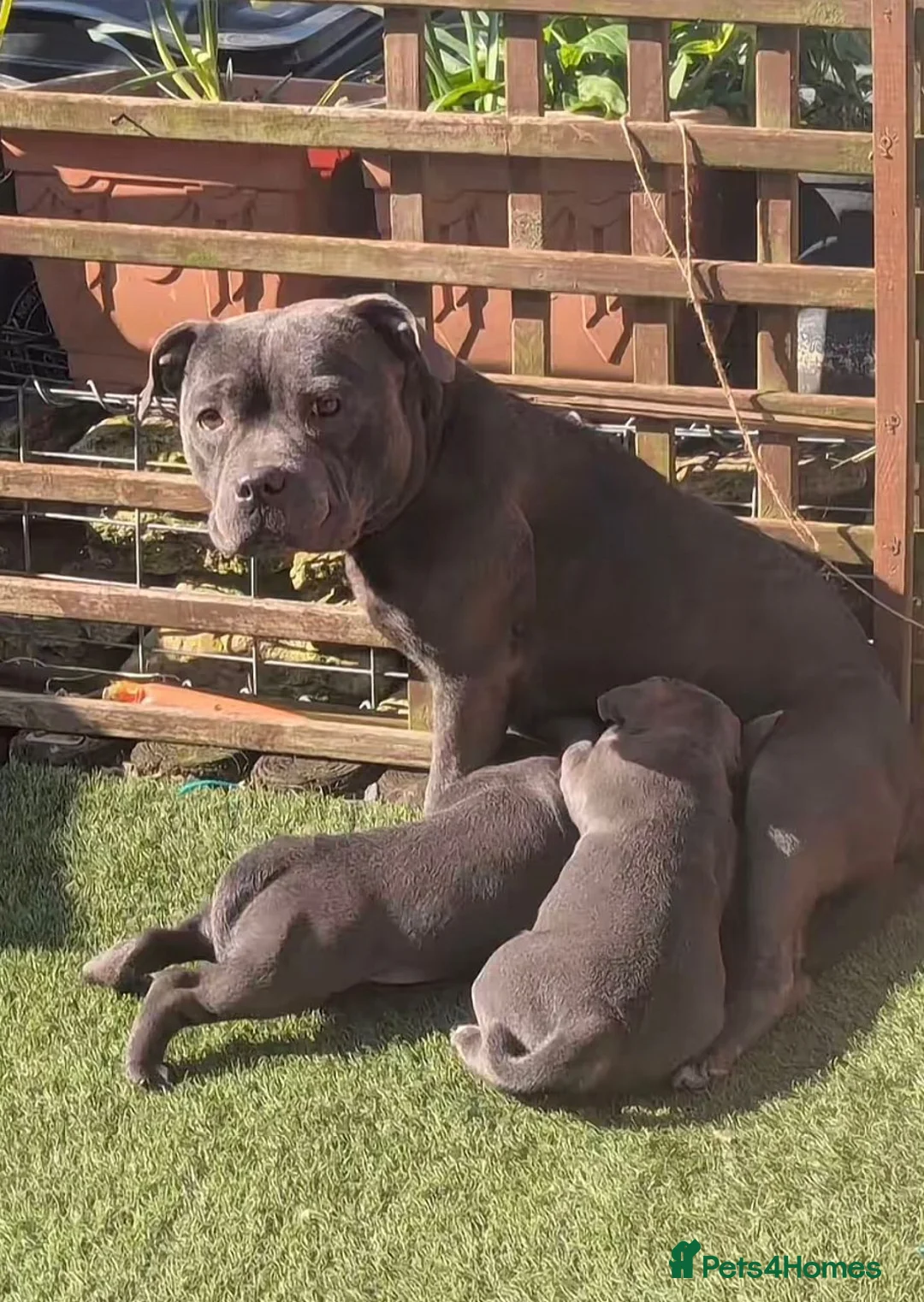 Cane Corso dogs for sale: Magnificent Cane Corso Puppies-Strong & Loyal in Brighton - Advert 1